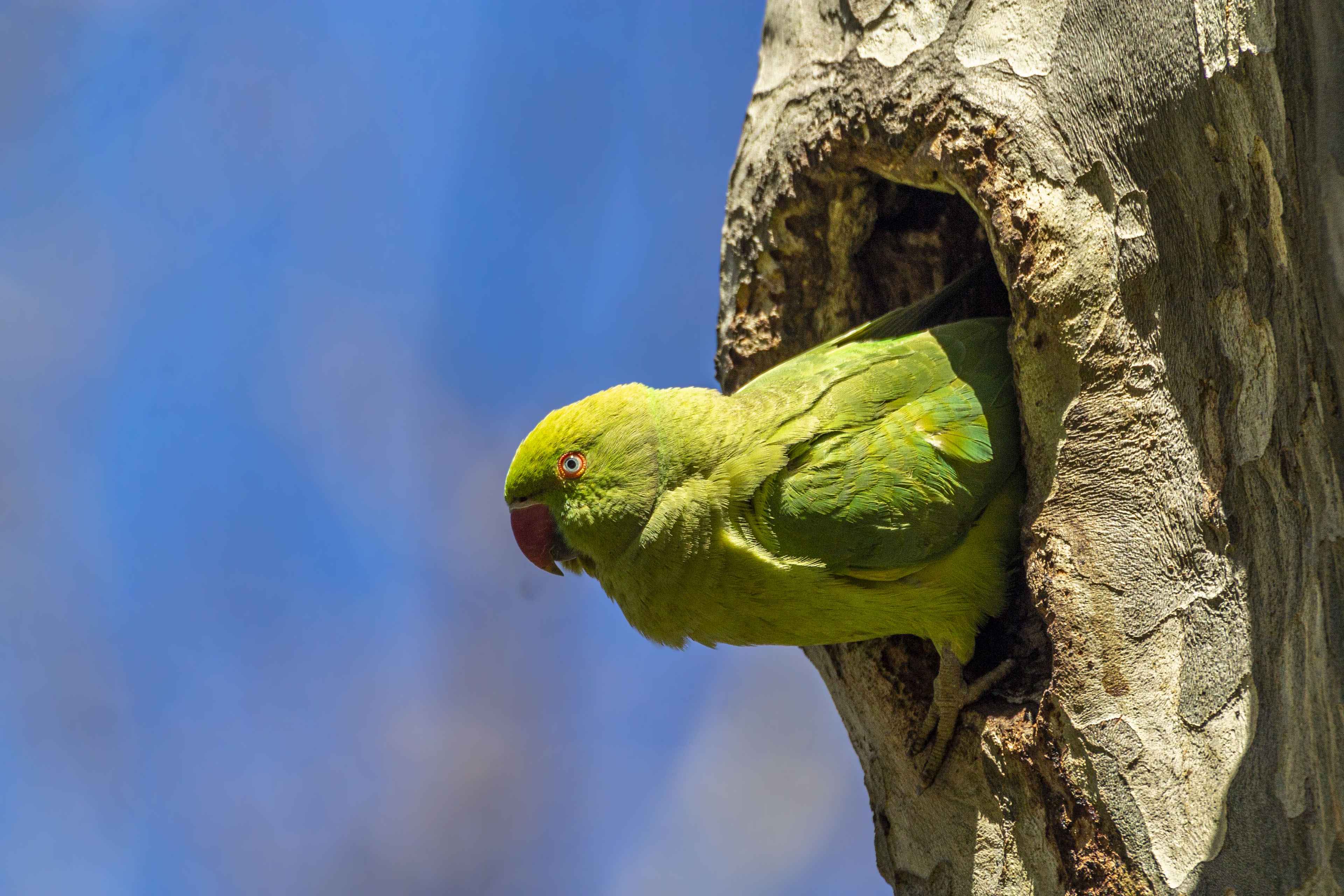 Rose-ringed Parakeet